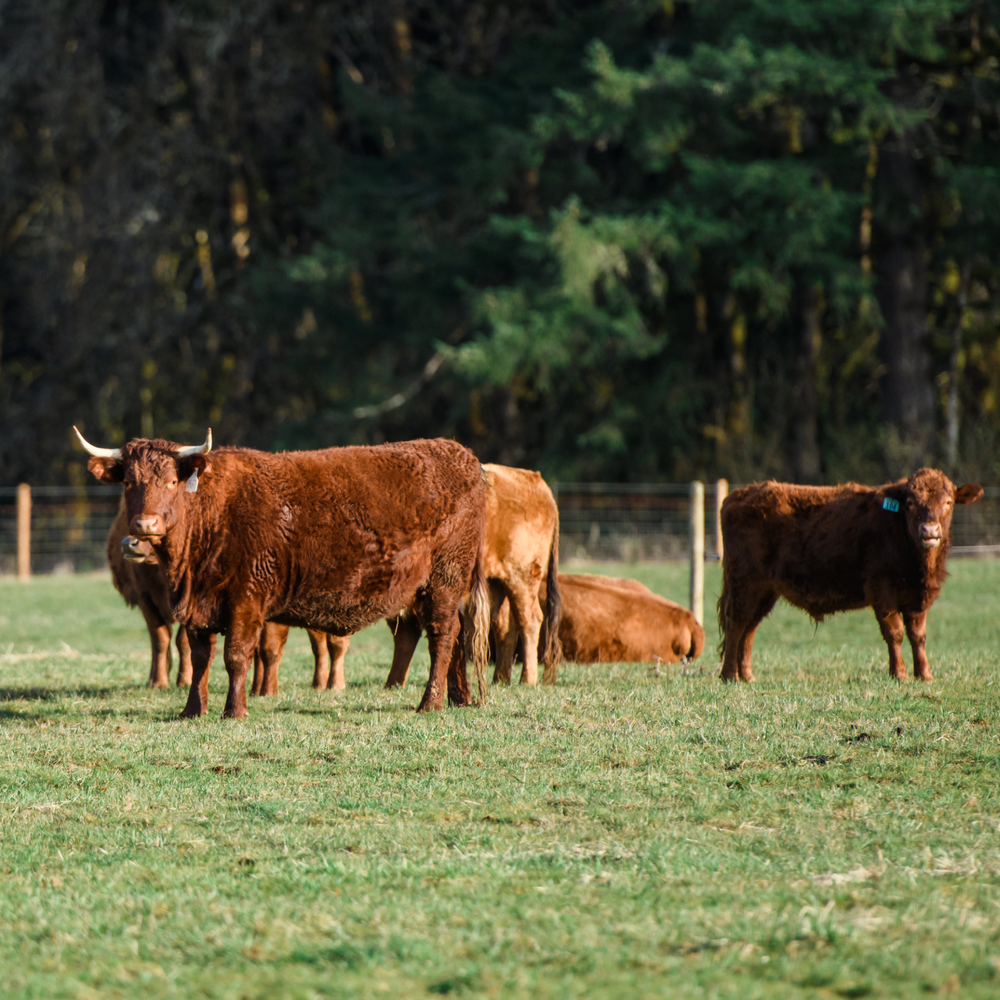 Shop The Source Farms Large Pork Box – The Ground Market