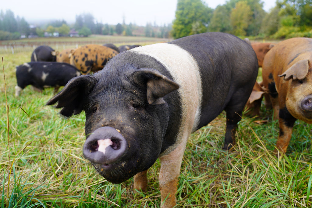 Shop Local Pork Shares – The Ground Market
